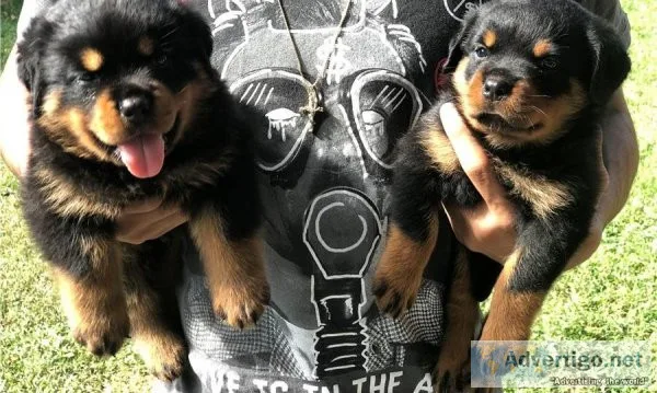GERMAN ROTTWEILER FOR FREE ADOPTION