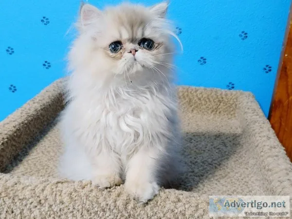 Blue GoldenGolden Persian Kitten