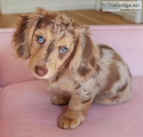 Adorable Akc Registered Dachshund  Puppies.