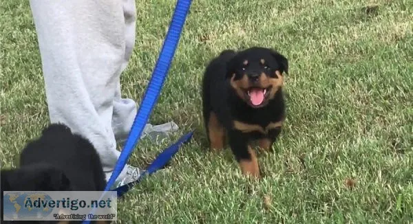 Cut rottweiler puppies ready for new home