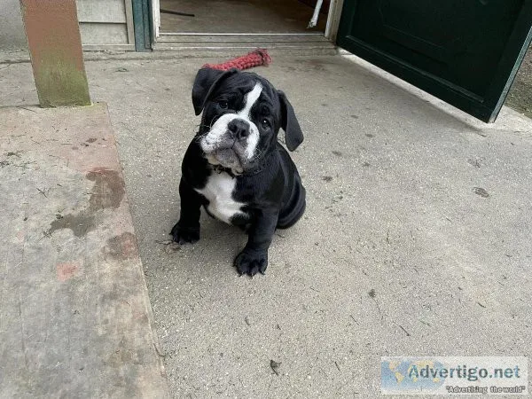 Puppy