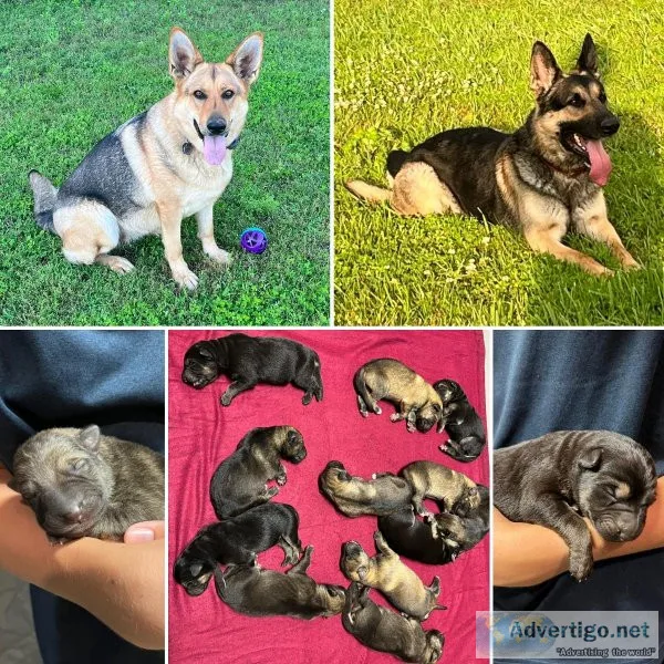 AKC German Shepherd puppies