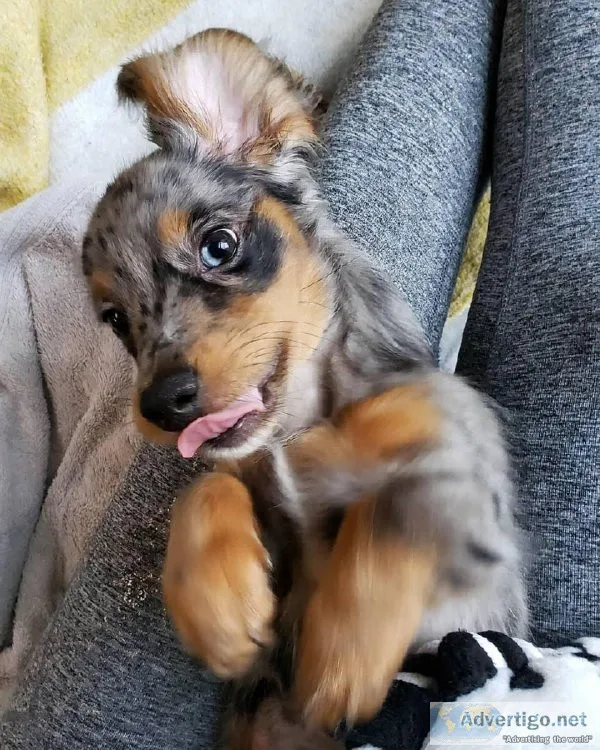 3 Months Old Purebred Dachshund Available For Sale..