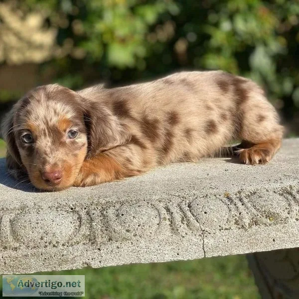 Beautiful Dachshund Puppies Available For A Sweet Home