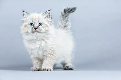 Purebred hypoallergenic Siberian kittens