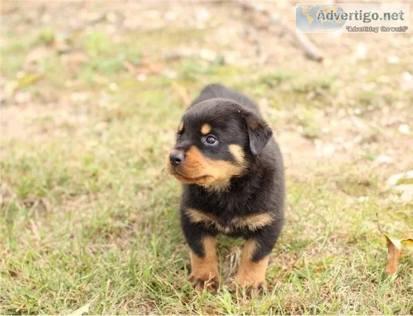 Awesome Rottweiler puppies now available