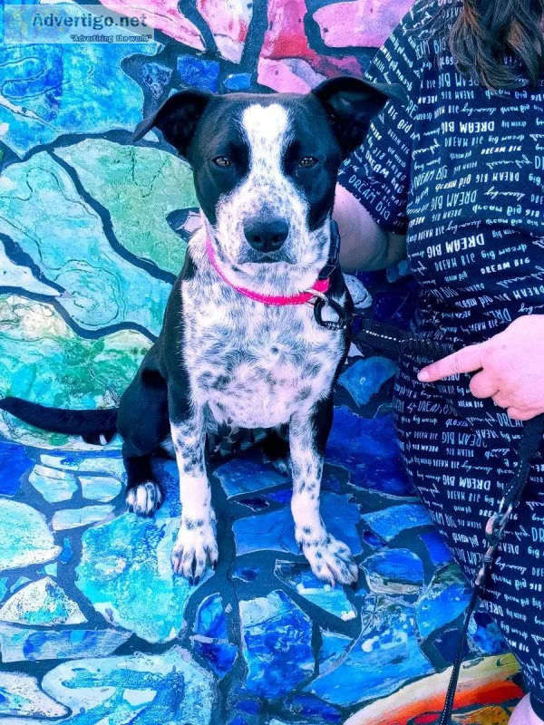 panda bear looking for her furever home