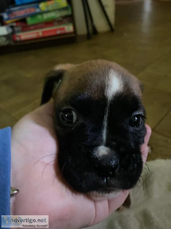 Female Boxer Puppy