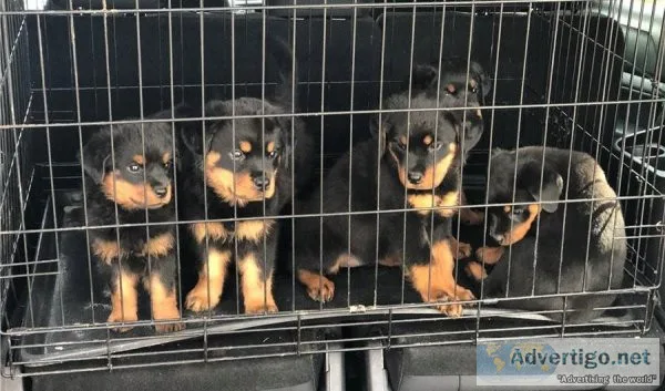 Home raised Rottweiler pups.