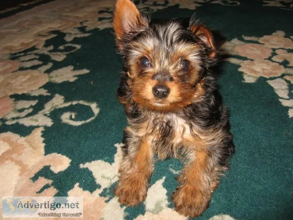Purebred Tiny Yorkie Puppies
