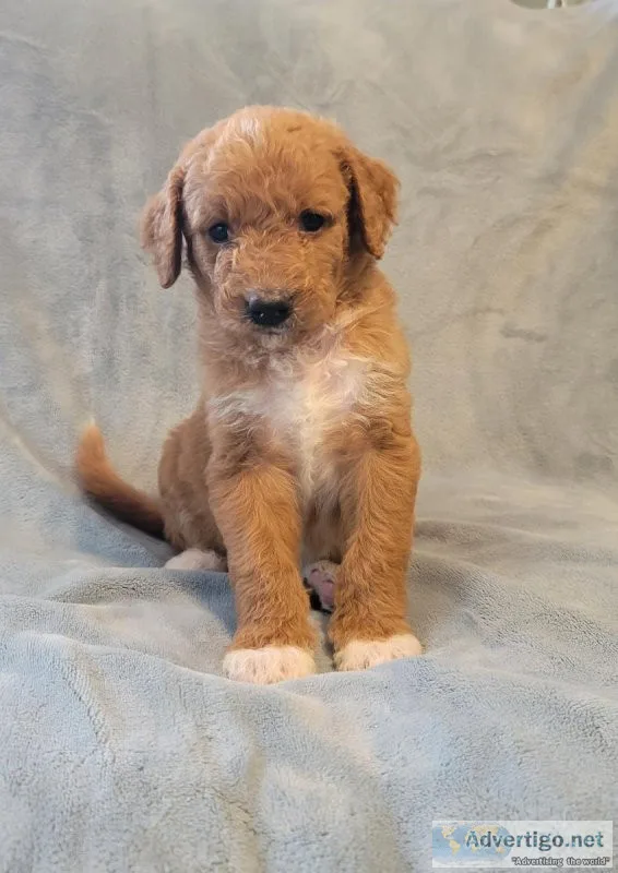 Goldendoodle puppies