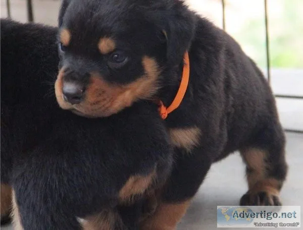 Male and Female Rottweiler Puppies For Adoption