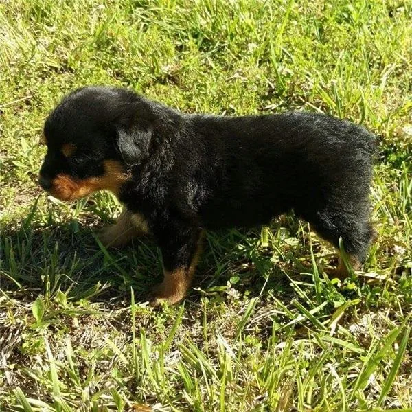 Rottweiler Puppies