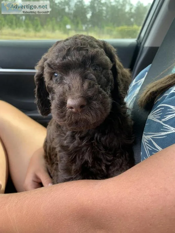 Standard poodle