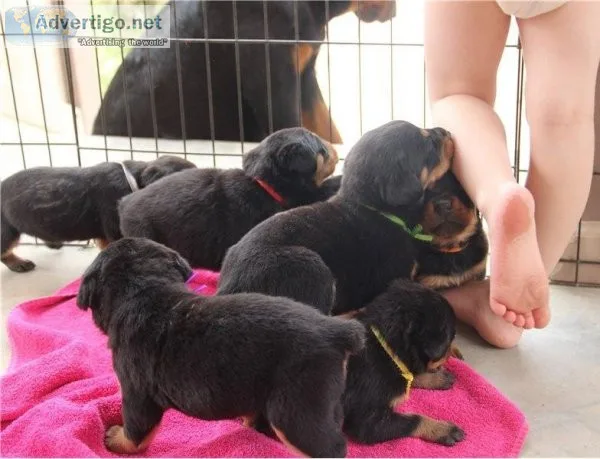precious Rottweiler puppies