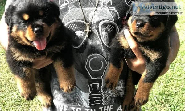 Rottweiler Puppies For Adoption