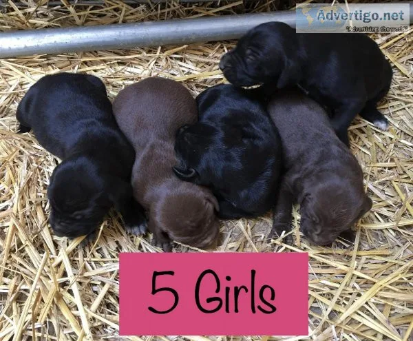 German Shorthaired Pointers