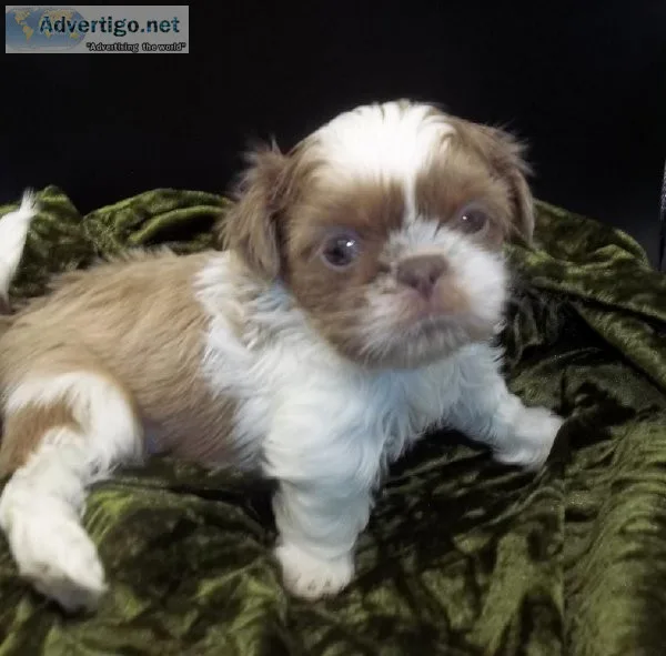 Imperial Shih Tzu Blue Puppies