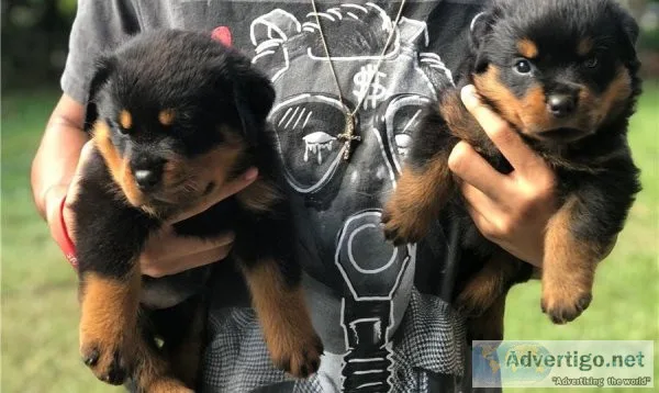 Rottweiler puppies ready for free adoption into any home