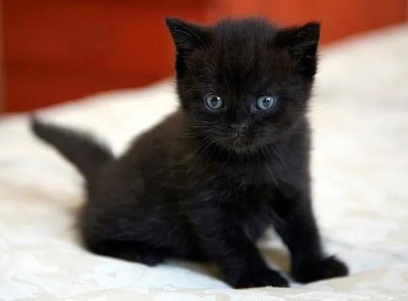 Bombay Kittens