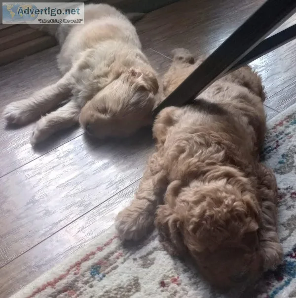 Mini Goldendoodle Puppies for sale