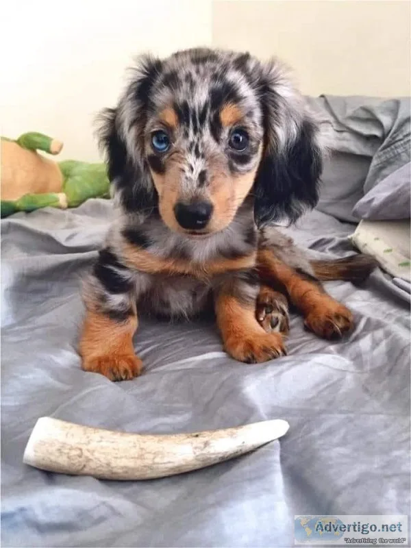 Dachshund Boy Left
