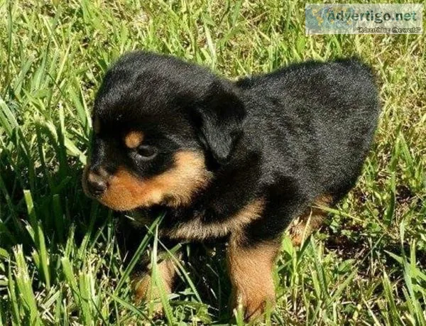 Beautiful Male And Female Rottweiler Puppies for Sale