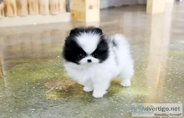 Sweet little teacup Pomeranian