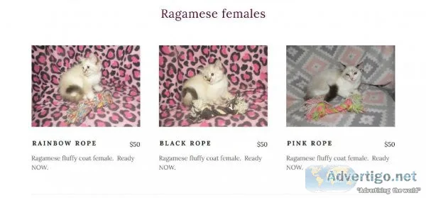 Ragamese kittens