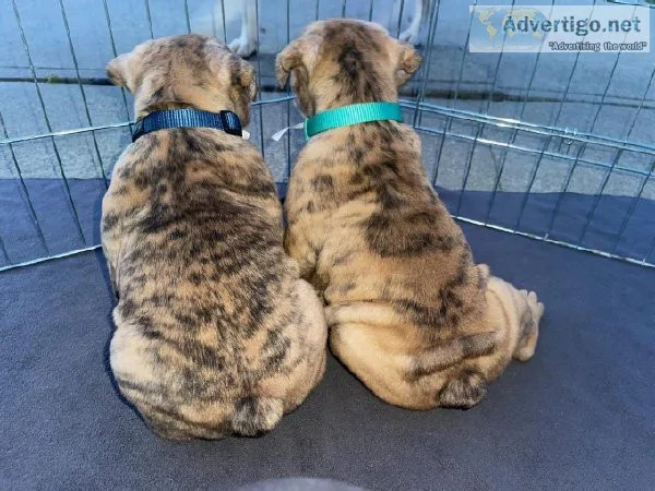 Old english Bulldogge puppies