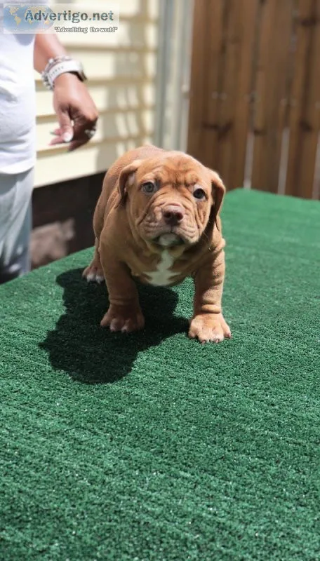 Exotic Bully pups 12wks old Abr Usbr reg.
