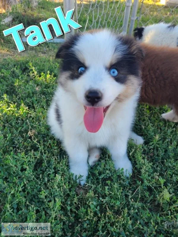 Pomsky puppies