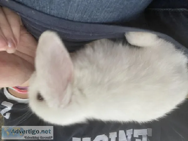 Purebred baby bunnies