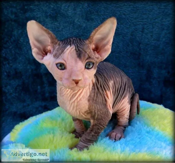 Sphynx kitten male