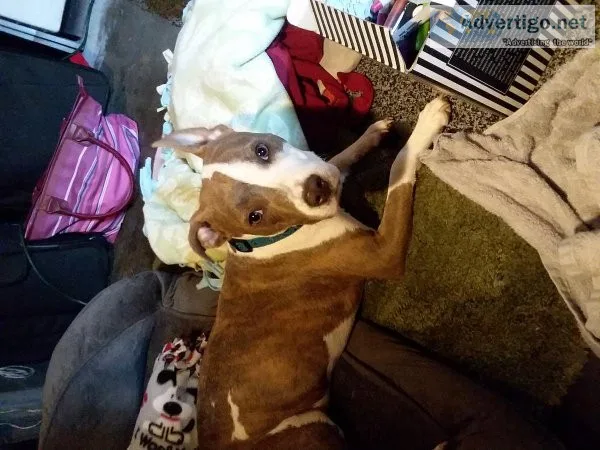 Bully pit