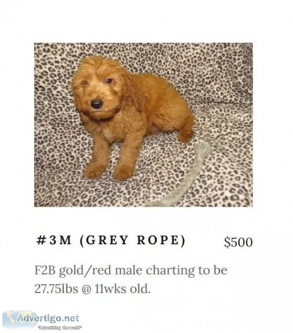 Mini Goldendoodle puppy