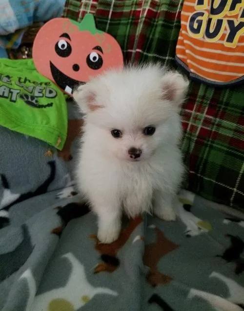 Pomeranian Puppies