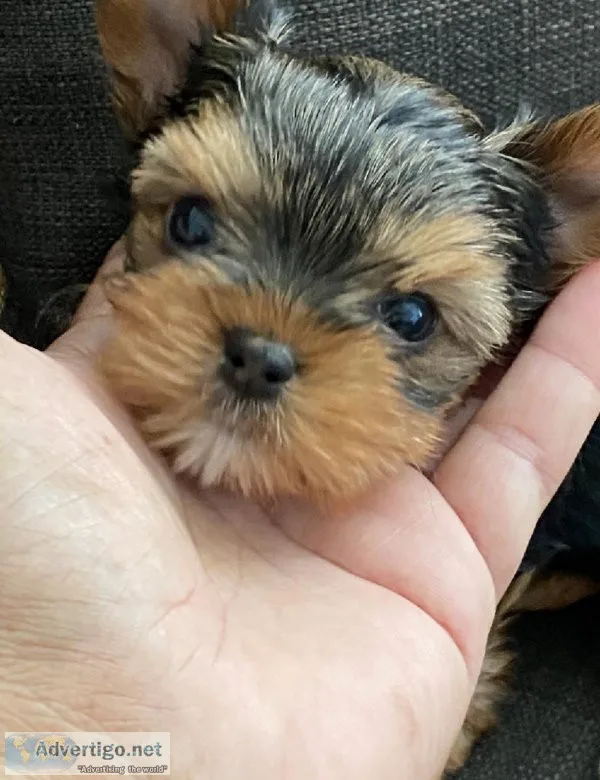 Yorkie