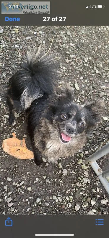 PomChi