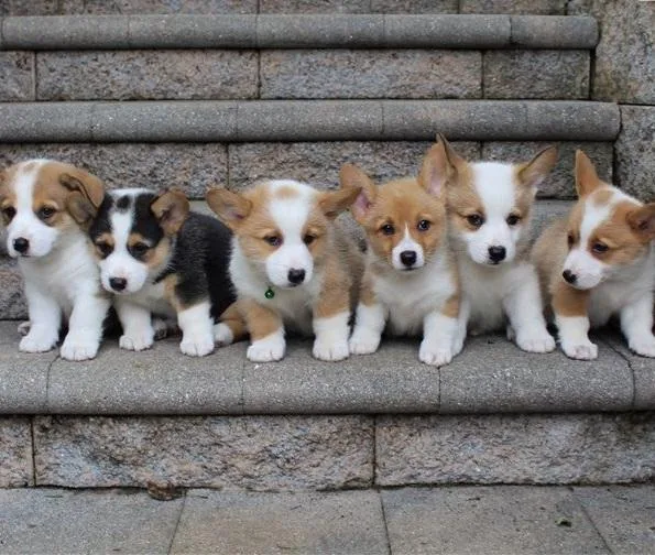 Male And Female Corgi Pups