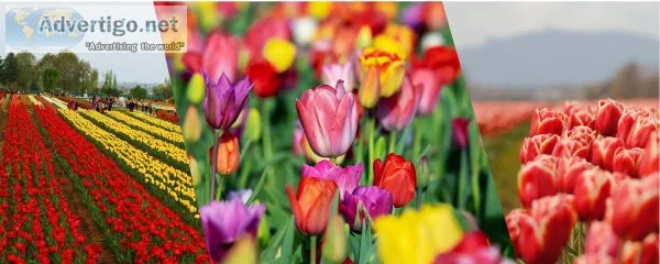Tulip Garden