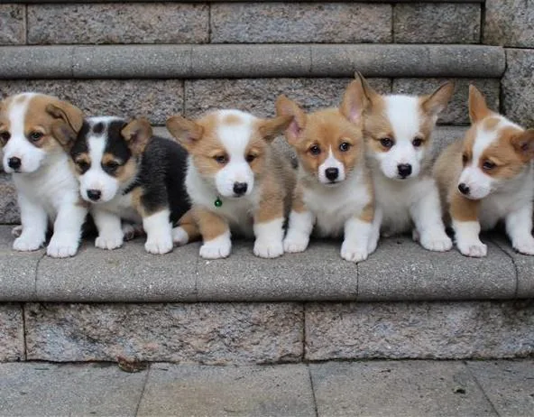 Corgi  Pups.