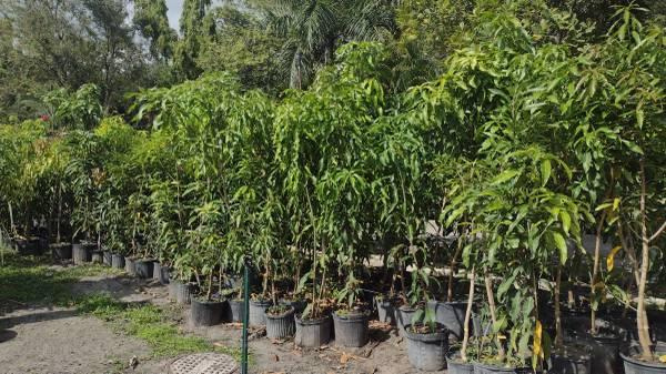 Huge Nursery Clearance