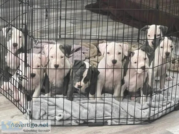 Staffordshire Terrier Pitbull Puppies