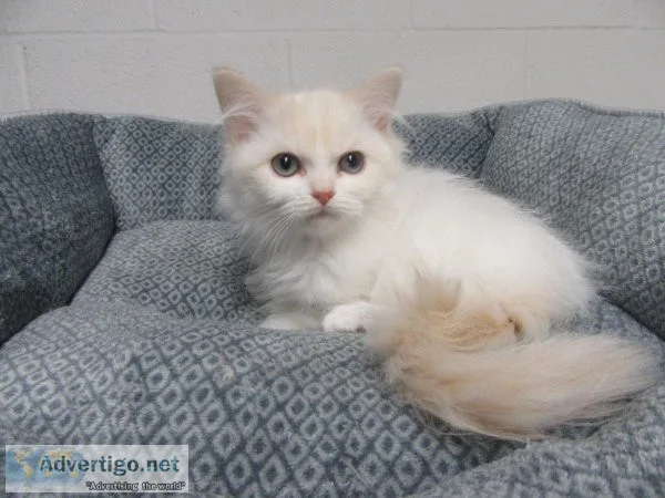 Ragdoll kittens  MALES