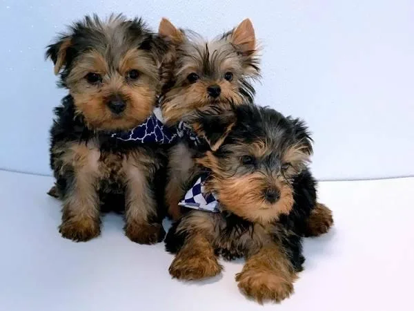Super Adorable Yorkie Puppies