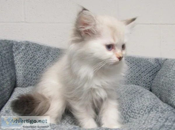 Ragdoll kittens  FEMALE