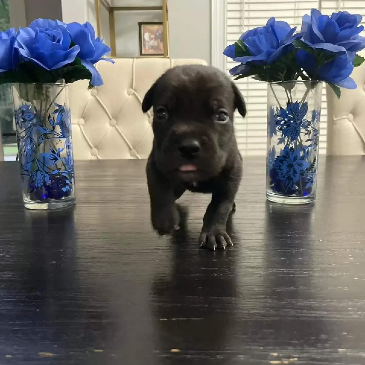 Akc Cane Corso puppies