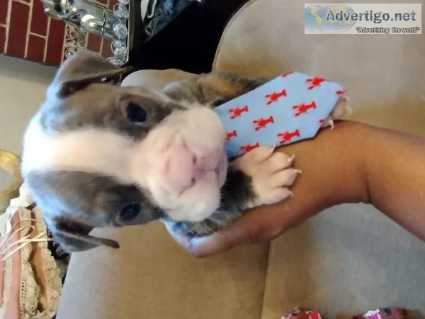 AMERICAN BULL DOGS