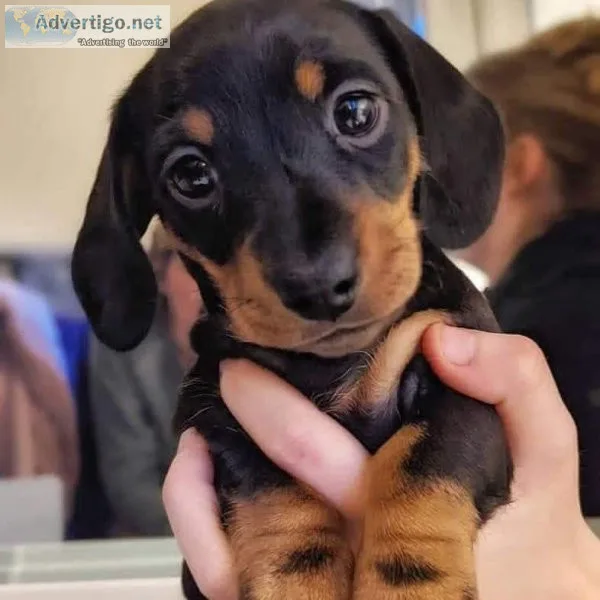 Dachshunds